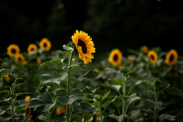 OV Rückersdorf – BÜNDNIS 90/DIE GRÜNEN