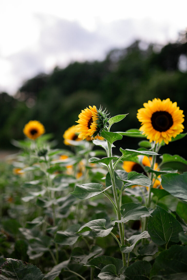 Katha Schulze kommt nach Lauf